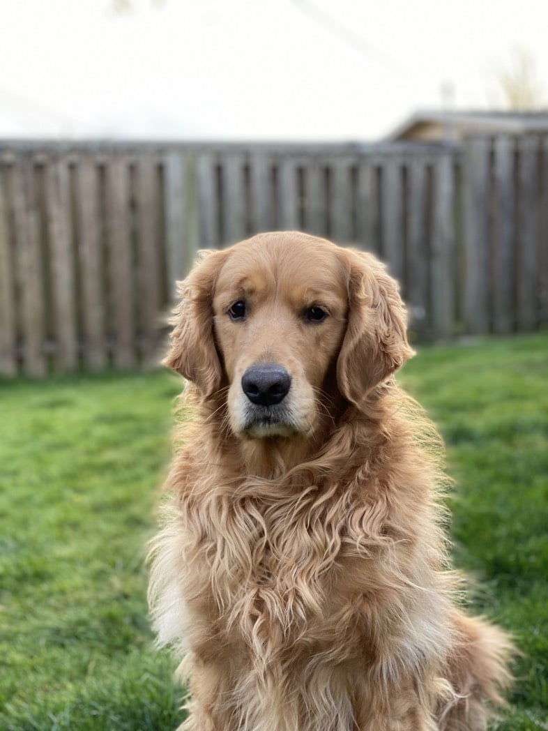 Golden retriever sitting in grassy backyard