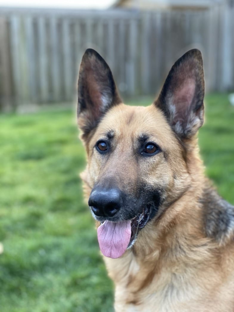 German Shepherd dog with tongue out in backyard.