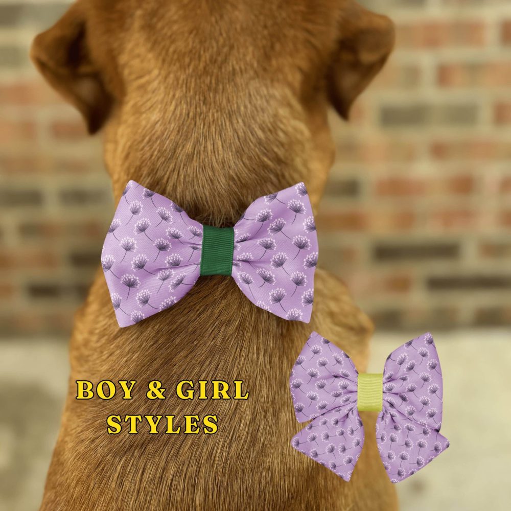 Dog wearing purple bow tie, boy and girl styles.