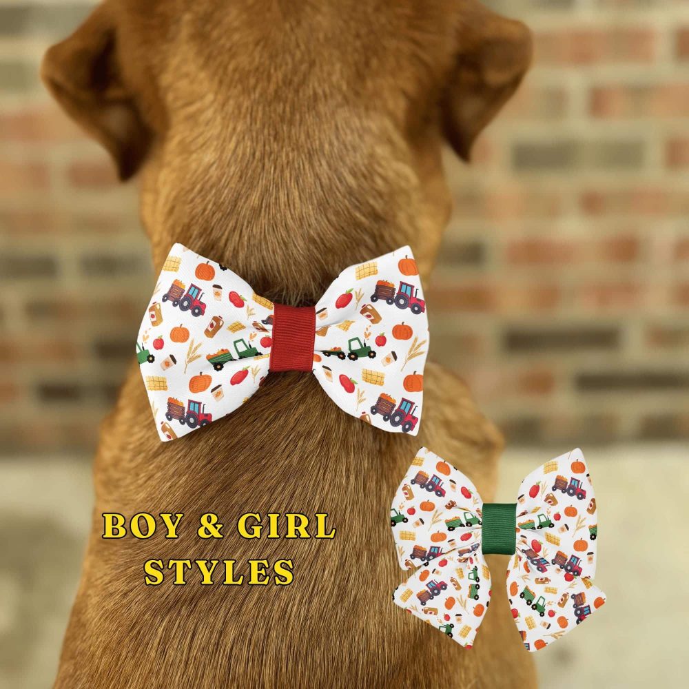 Dog wearing fall-themed bow tie collar