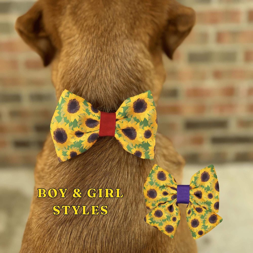 Dog with sunflower bow tie