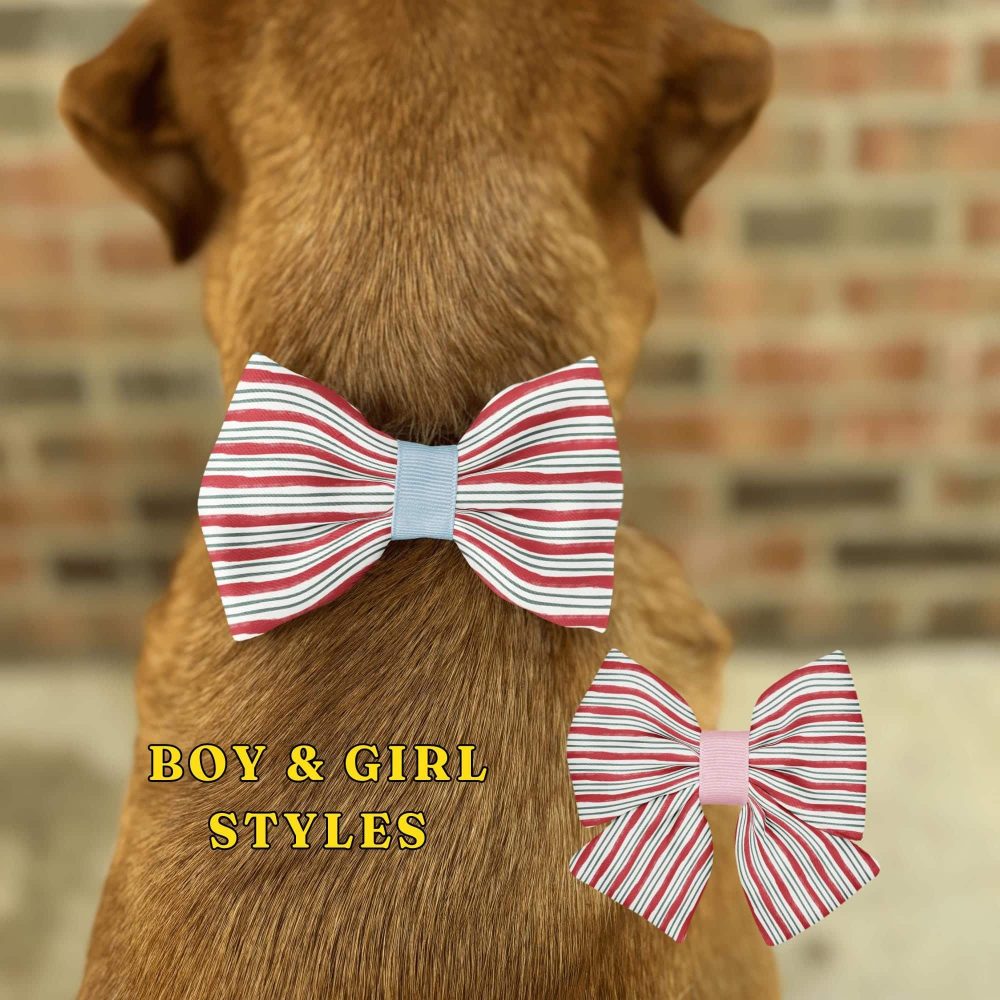 Dog wearing striped bow tie, boy and girl styles.