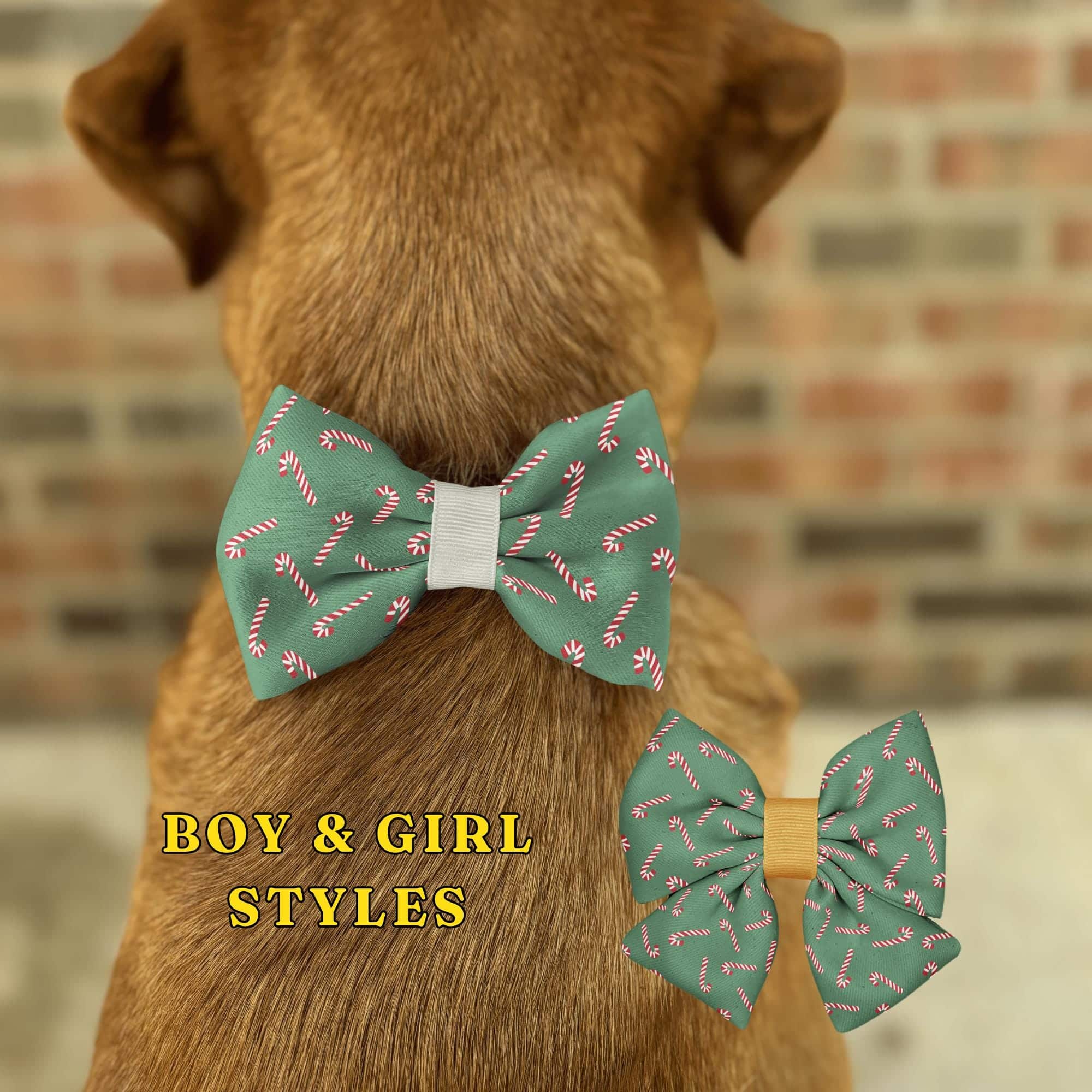 Dog wearing green candy cane bow tie.