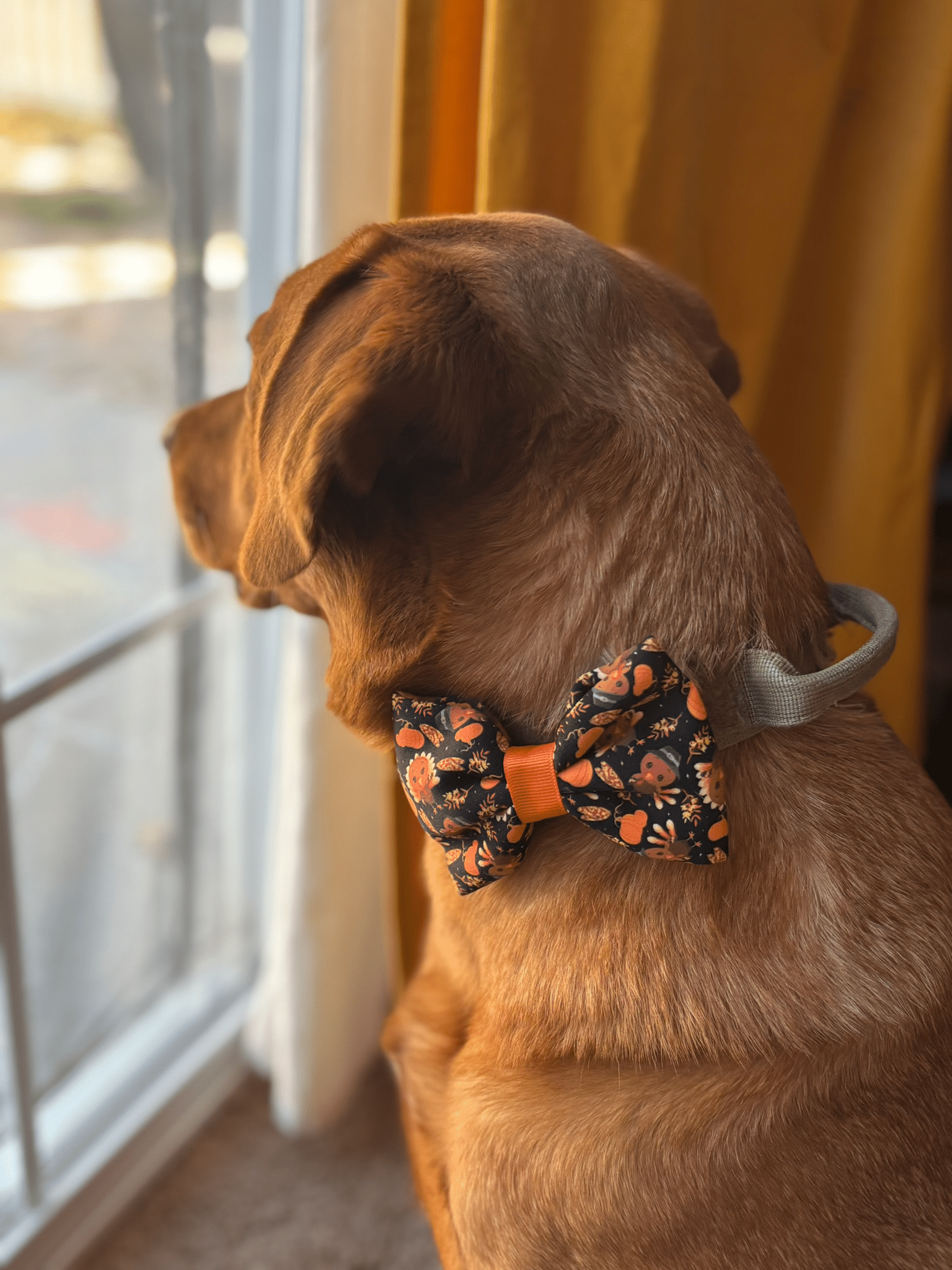 Dog with pumpkin bowtie looking out window.